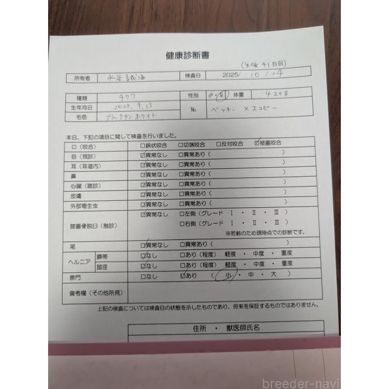販売中の愛知県のチワワ(ロングコート)-420128の15枚目