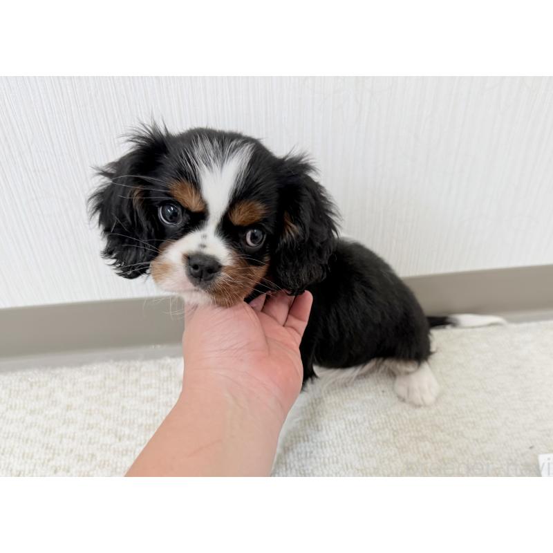 成約済の埼玉県のキャバリアキングチャールズスパニエル-414878の5枚目