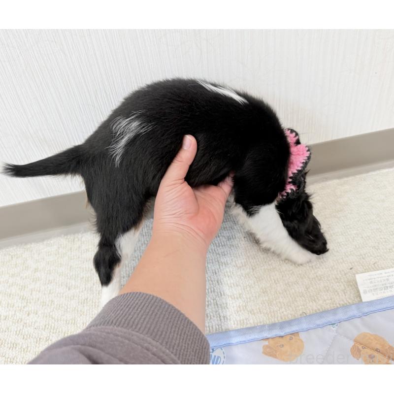 成約済の埼玉県のキャバリアキングチャールズスパニエル-414878の4枚目