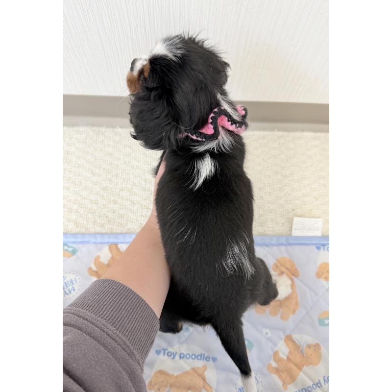 成約済の埼玉県のキャバリアキングチャールズスパニエル-414878の3枚目