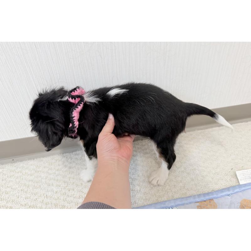 成約済の埼玉県のキャバリアキングチャールズスパニエル-414878の2枚目