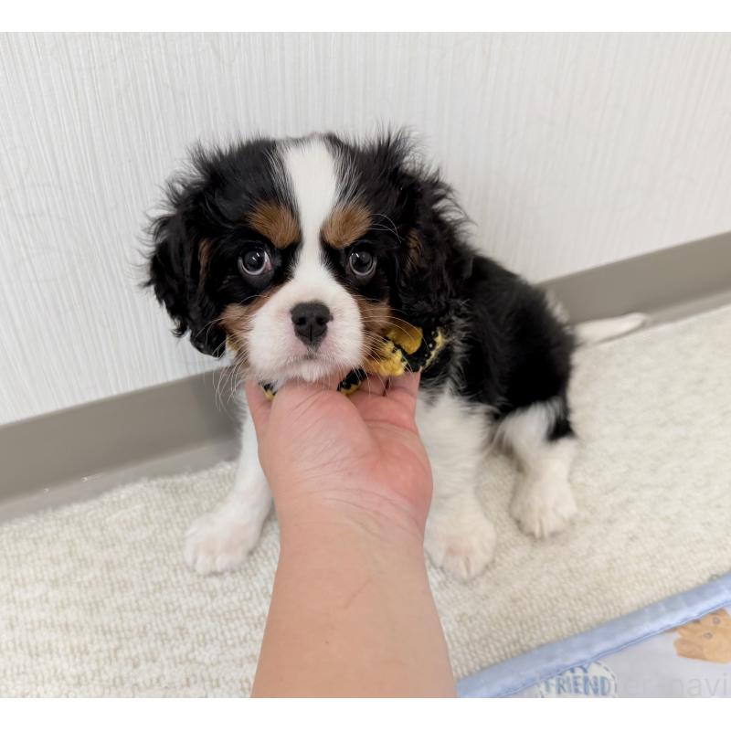 成約済の埼玉県のキャバリアキングチャールズスパニエル-414880の5枚目