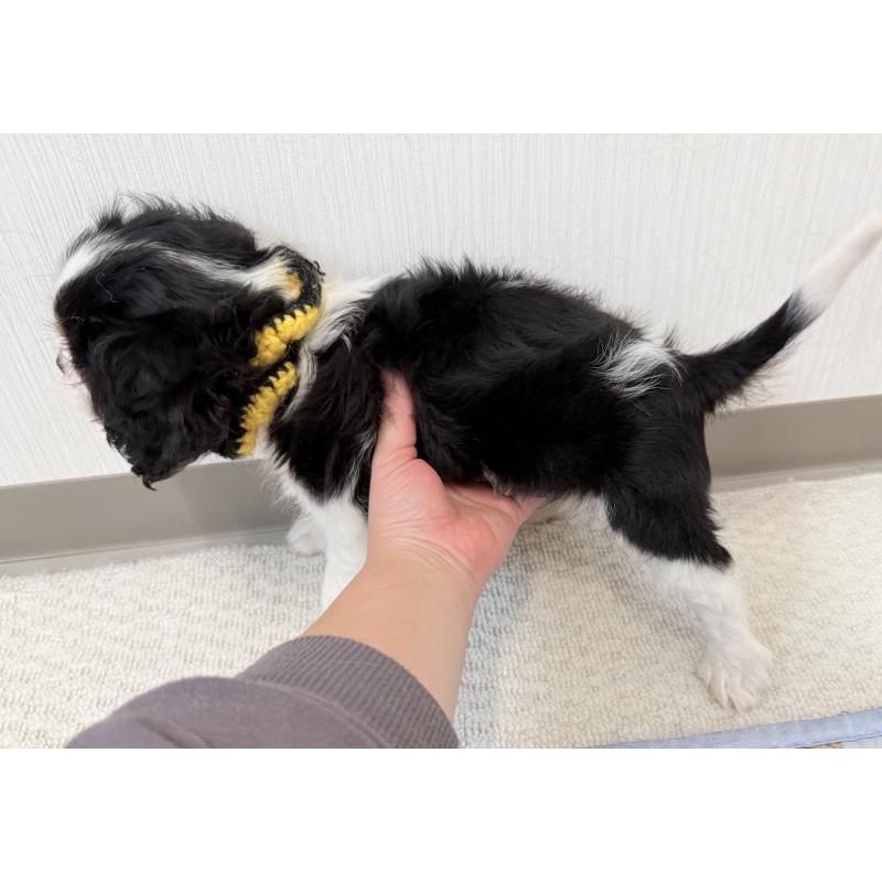 成約済の埼玉県のキャバリアキングチャールズスパニエル-414880の4枚目