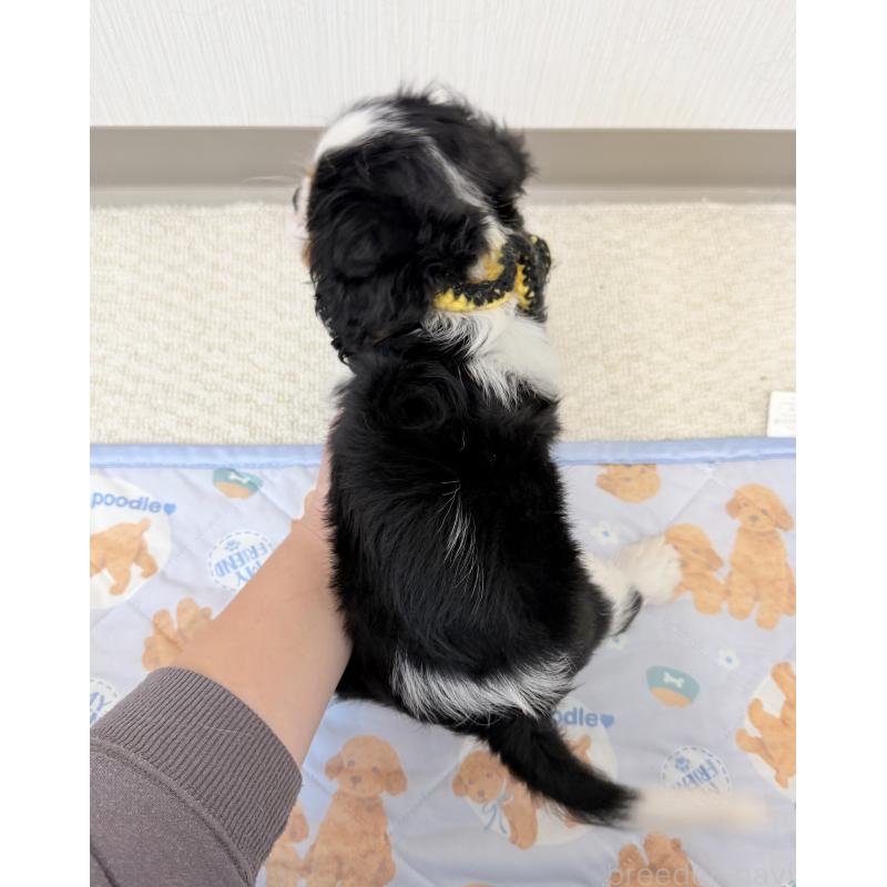 成約済の埼玉県のキャバリアキングチャールズスパニエル-414880の3枚目