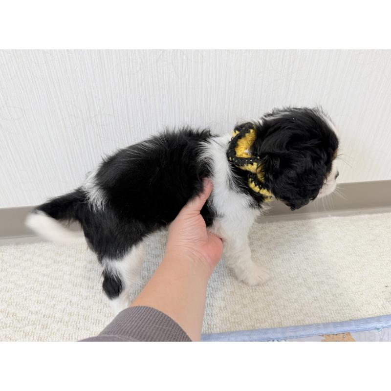 成約済の埼玉県のキャバリアキングチャールズスパニエル-414880の2枚目