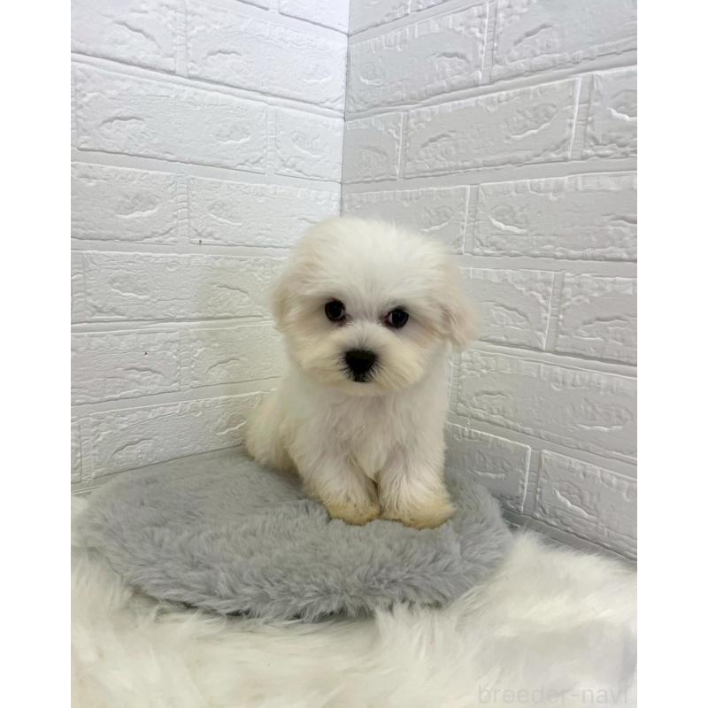 販売中の岡山県のマルチーズ-415936の2枚目