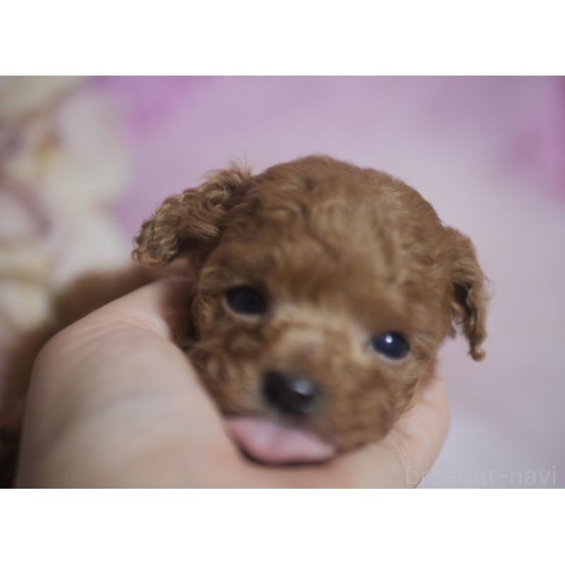 販売中の香川県のティーカッププードル-421415の6枚目