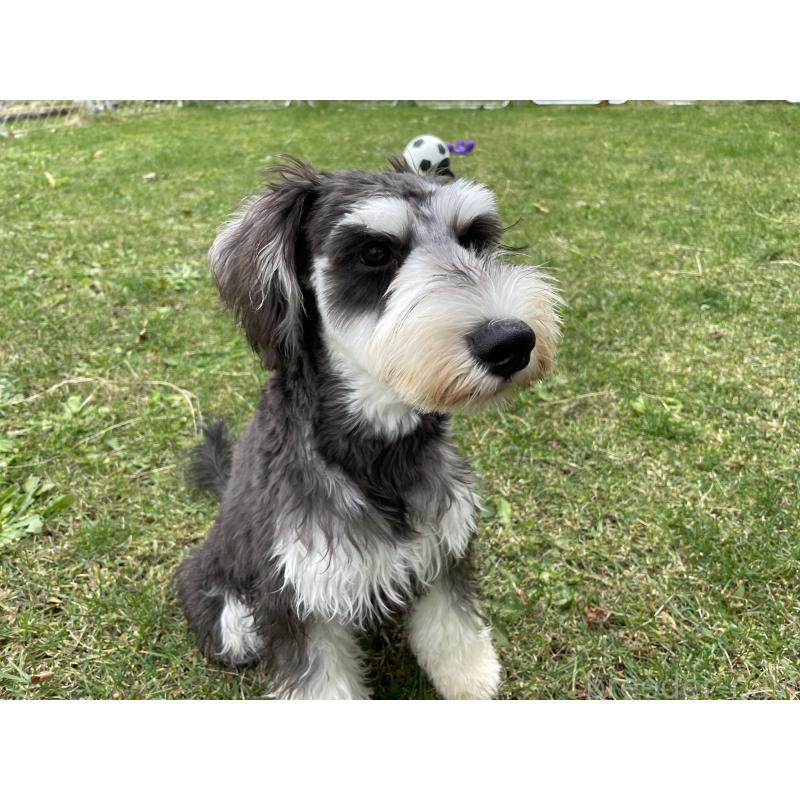 成約済の北海道のミニチュアシュナウザー-398733の7枚目