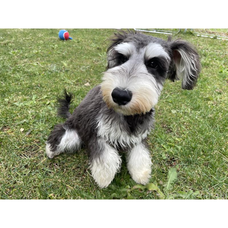 成約済の北海道のミニチュアシュナウザー-398733の5枚目