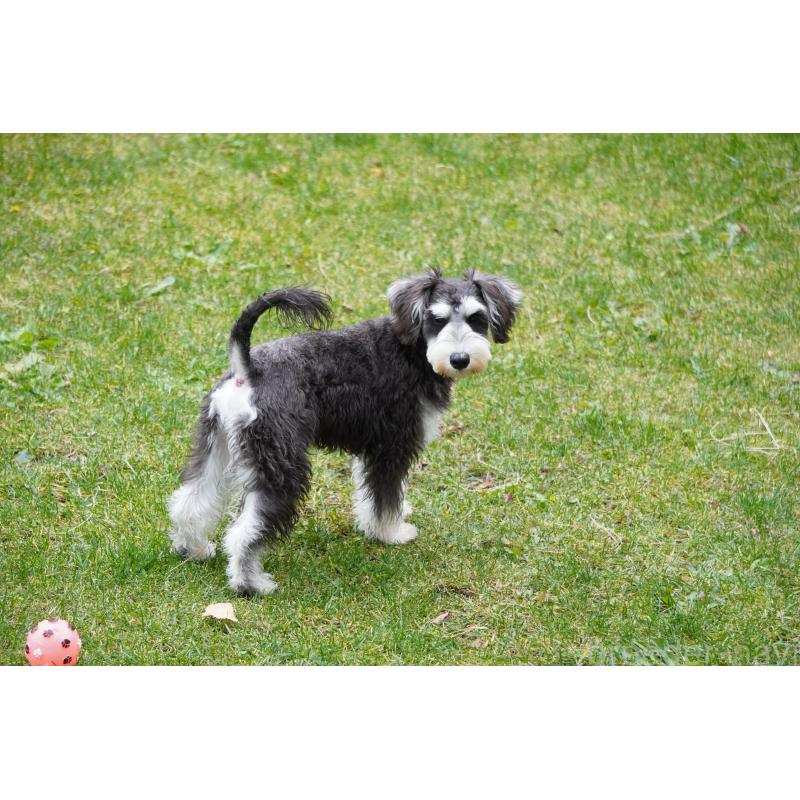 成約済の北海道のミニチュアシュナウザー-398733の4枚目