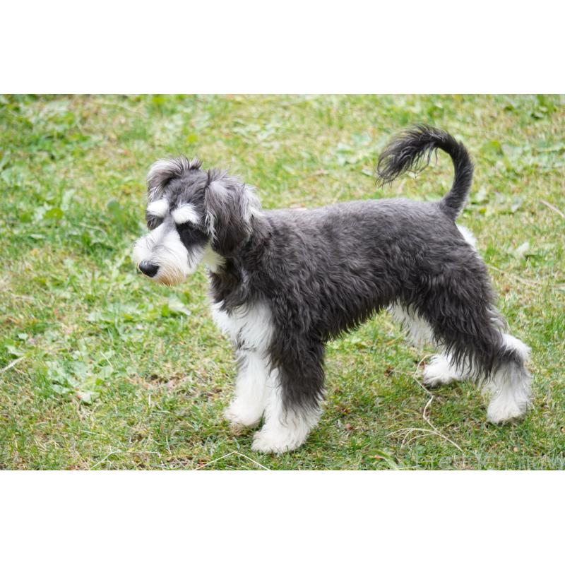 成約済の北海道のミニチュアシュナウザー-398733の3枚目