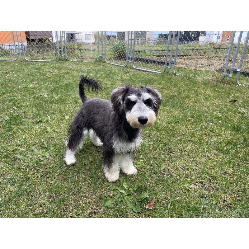 成約済の北海道のミニチュアシュナウザー-398733の2枚目