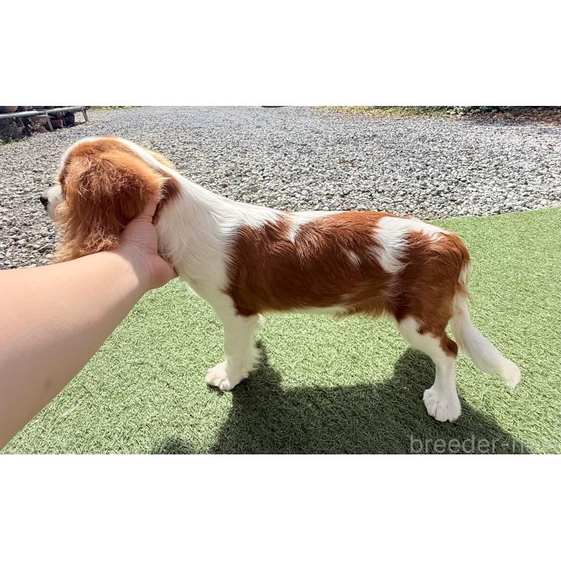 販売中の埼玉県のキャバリアキングチャールズスパニエル-403963の6枚目