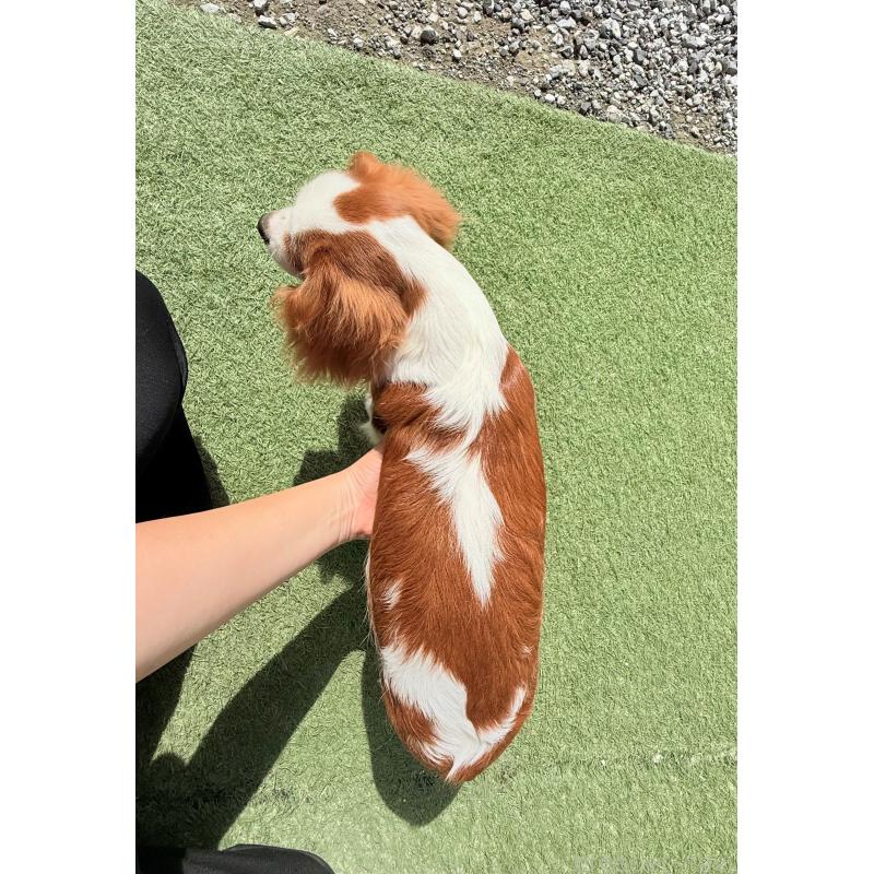 販売中の埼玉県のキャバリアキングチャールズスパニエル-403963の5枚目