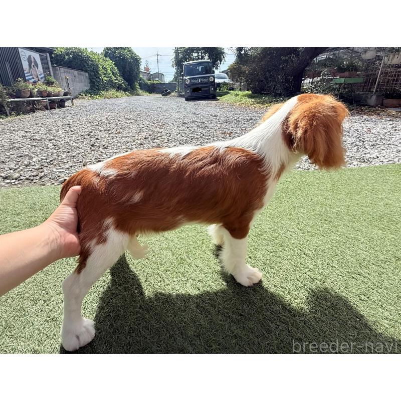 販売中の埼玉県のキャバリアキングチャールズスパニエル-403963の4枚目