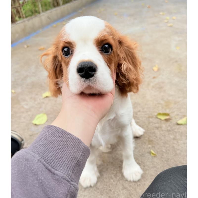 販売中の埼玉県のキャバリアキングチャールズスパニエル-403963の3枚目