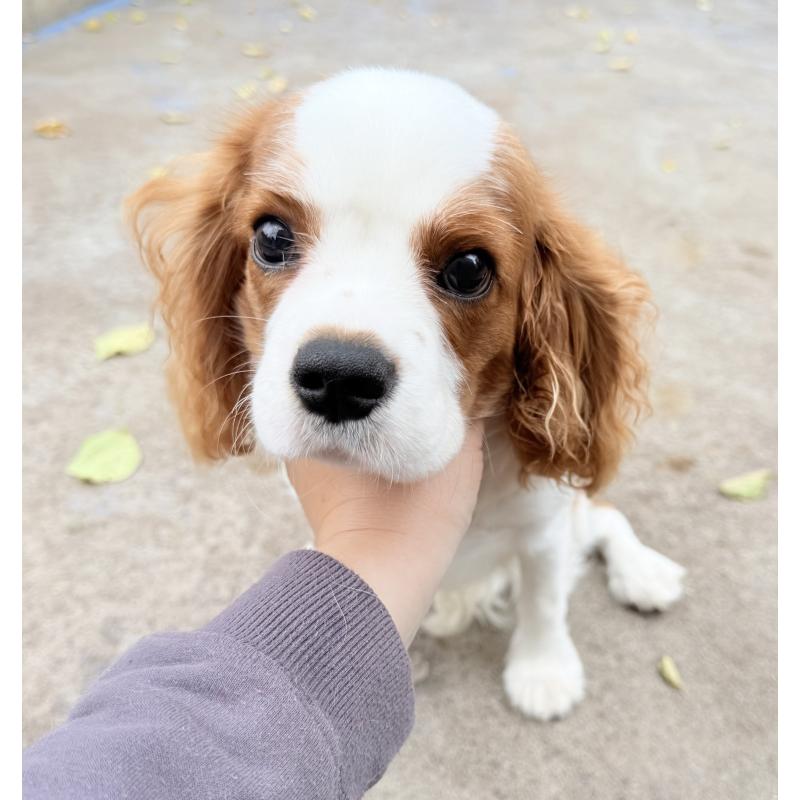 販売中の埼玉県のキャバリアキングチャールズスパニエル-403963の2枚目