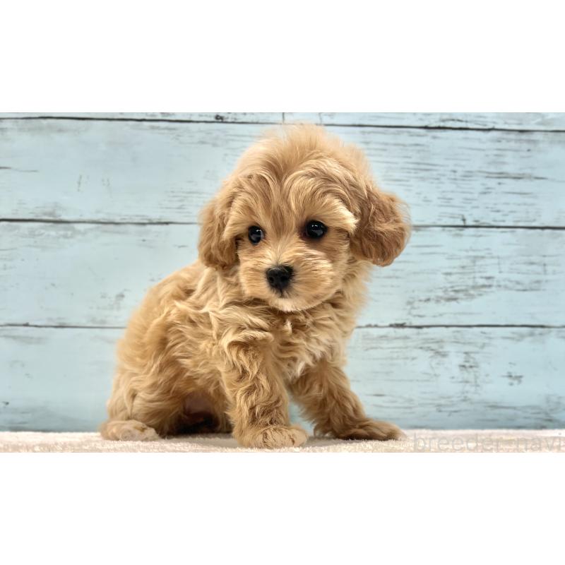 成約済の千葉県のマルプー:マルチーズ×トイプードル-418922の15枚目