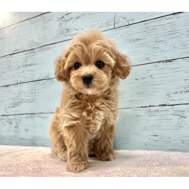 成約済の千葉県のマルプー:マルチーズ×トイプードル-418922の14枚目