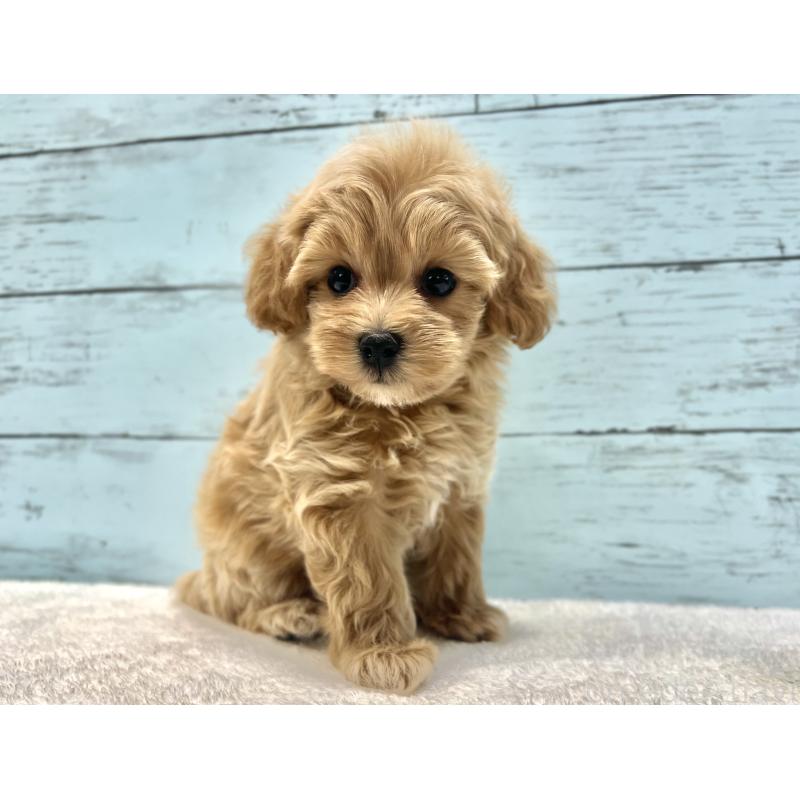 成約済の千葉県のマルプー:マルチーズ×トイプードル-418922の13枚目