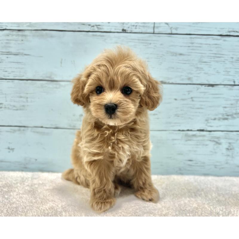 成約済の千葉県のマルプー:マルチーズ×トイプードル-418922の12枚目