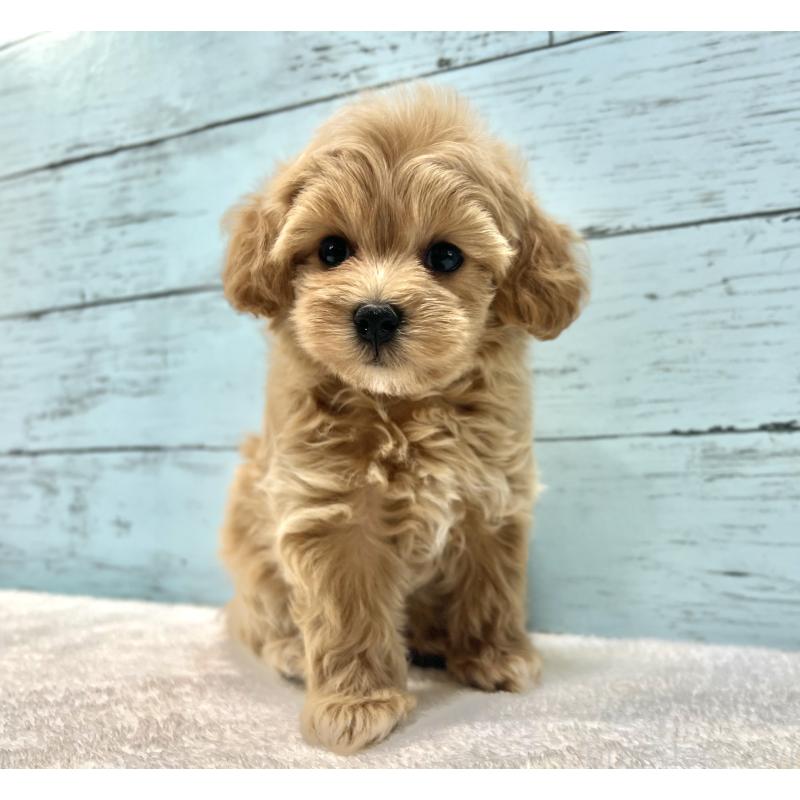 成約済の千葉県のマルプー:マルチーズ×トイプードル-418922の11枚目