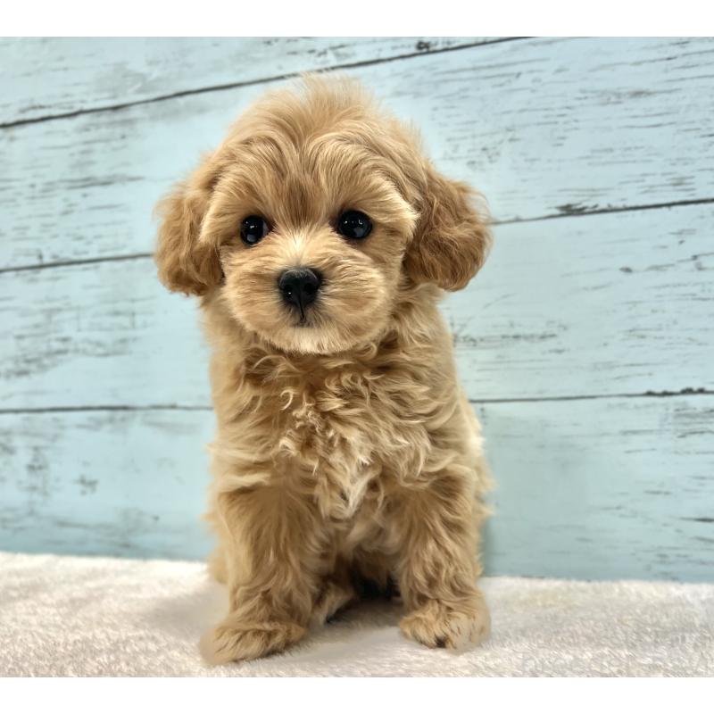 成約済の千葉県のマルプー:マルチーズ×トイプードル-418922の9枚目