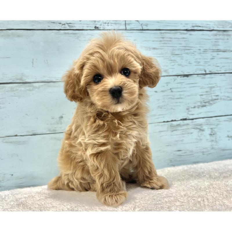 成約済の千葉県のマルプー:マルチーズ×トイプードル-418922の8枚目