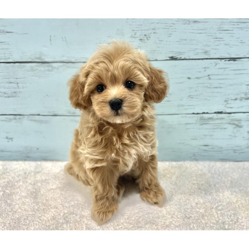 成約済の千葉県のマルプー:マルチーズ×トイプードル-418922の7枚目