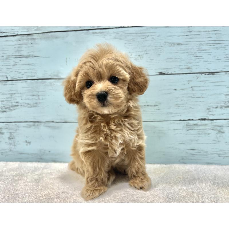 成約済の千葉県のマルプー:マルチーズ×トイプードル-418922の6枚目