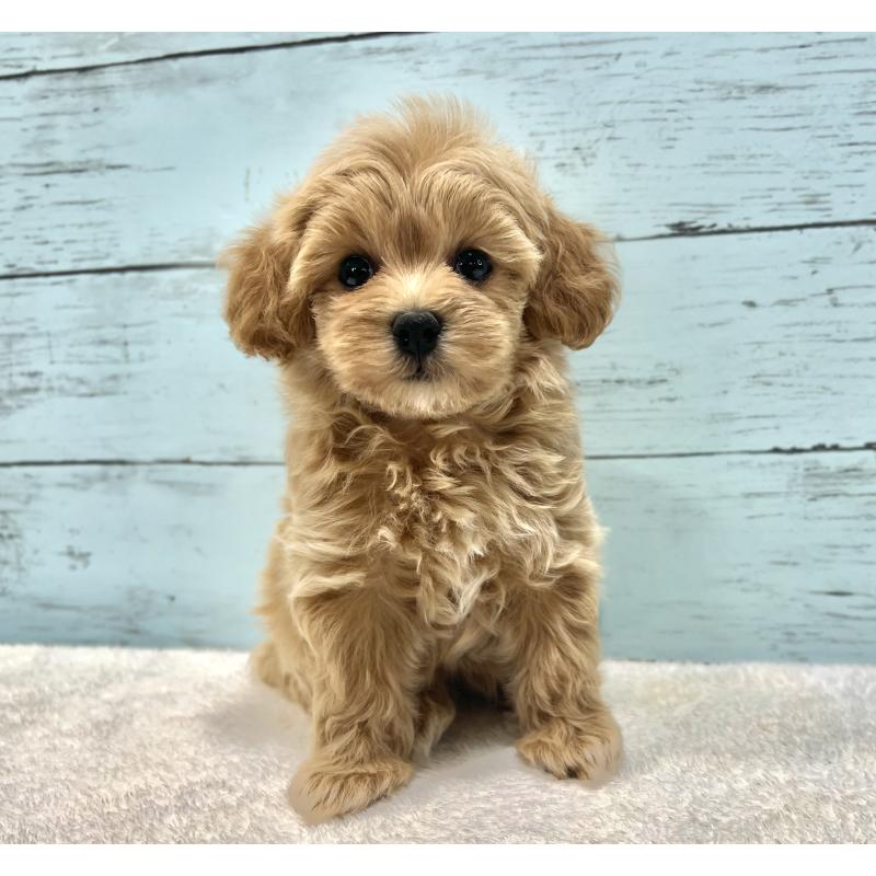 成約済の千葉県のマルプー:マルチーズ×トイプードル-418922の5枚目