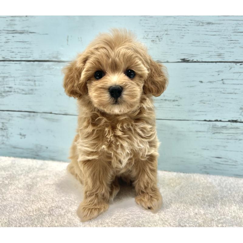 成約済の千葉県のマルプー:マルチーズ×トイプードル-418922の4枚目