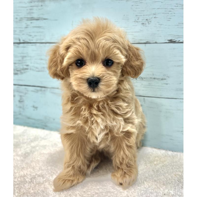 成約済の千葉県のマルプー:マルチーズ×トイプードル-418922の3枚目