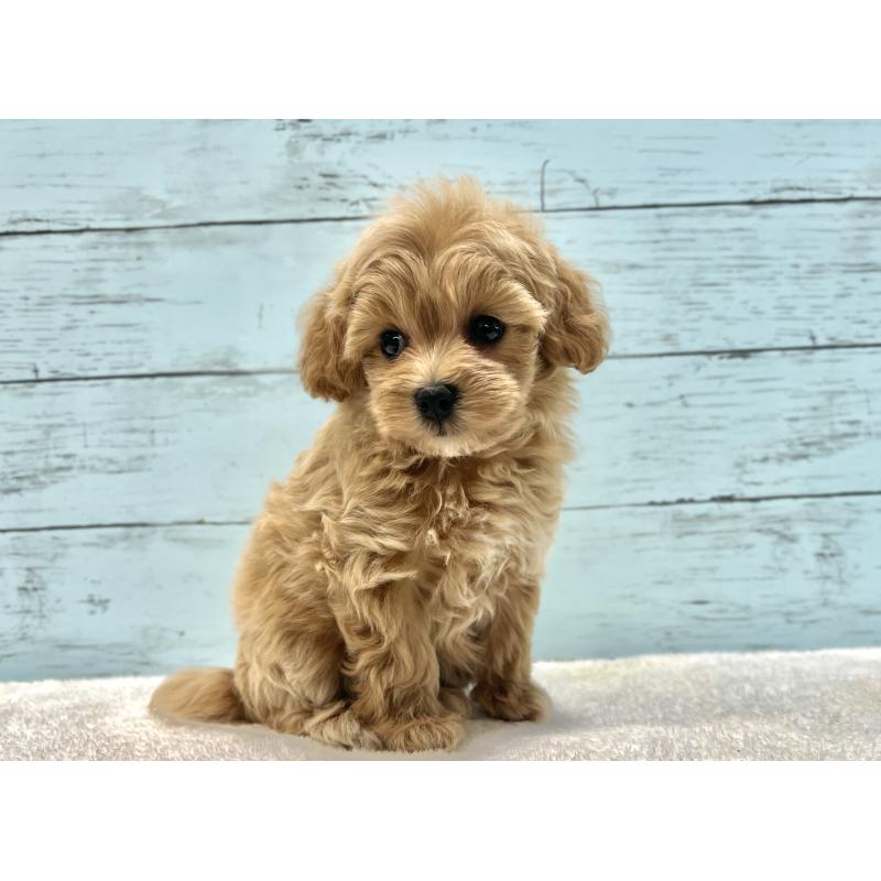 成約済の千葉県のマルプー:マルチーズ×トイプードル-418922の2枚目