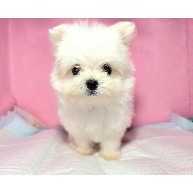 成約済の静岡県のポメマル:ポメラニアン×マルチーズ-421005の1枚目