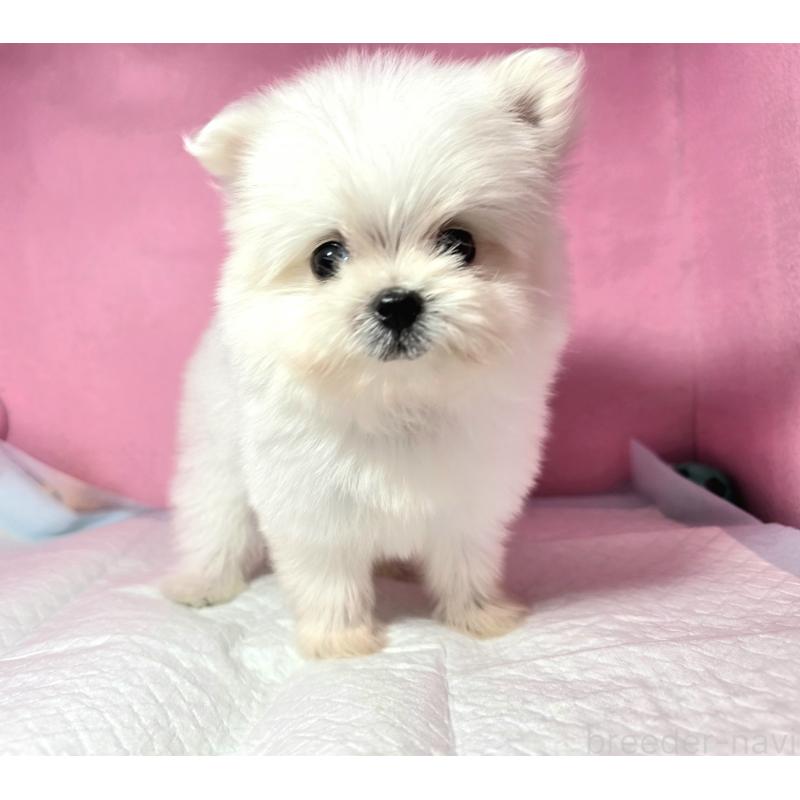 成約済の静岡県のポメマル:ポメラニアン×マルチーズ-421005の6枚目