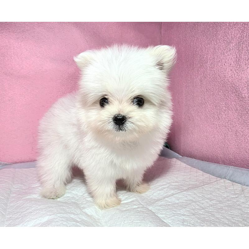 成約済の静岡県のポメマル:ポメラニアン×マルチーズ-421005の5枚目