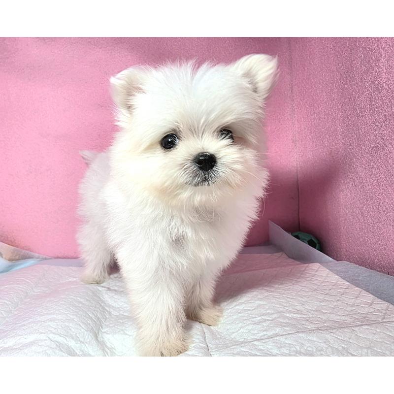 成約済の静岡県のポメマル:ポメラニアン×マルチーズ-421005の4枚目