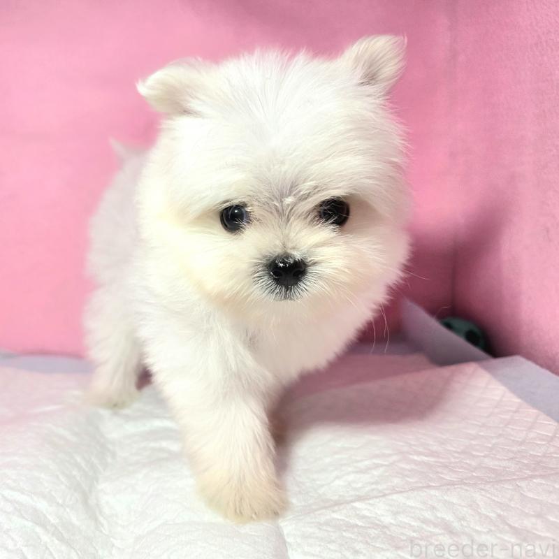 成約済の静岡県のポメマル:ポメラニアン×マルチーズ-421005の3枚目