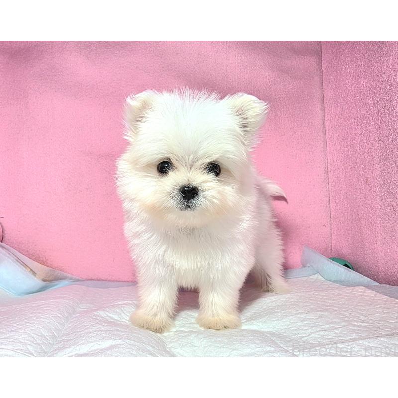 成約済の静岡県のポメマル:ポメラニアン×マルチーズ-421005の2枚目