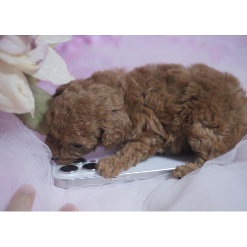 販売中の香川県のティーカッププードル-421896の11枚目