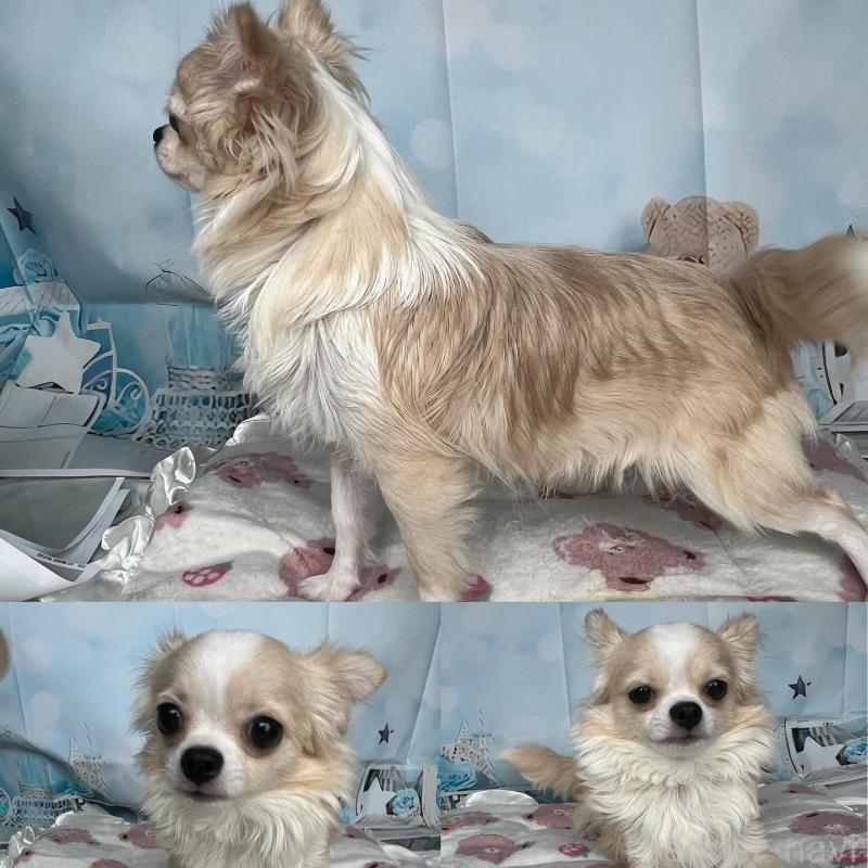 販売中の埼玉県のチワワ(ロングコート)-405445の3枚目