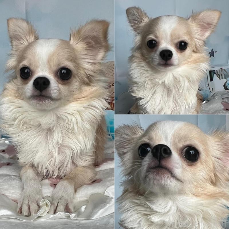 販売中の埼玉県のチワワ(ロングコート)-405445の2枚目