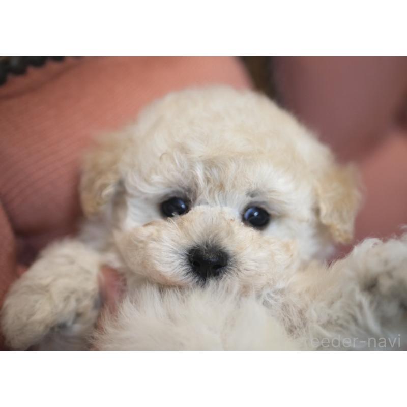 販売中の香川県のトイプードル-421899の2枚目