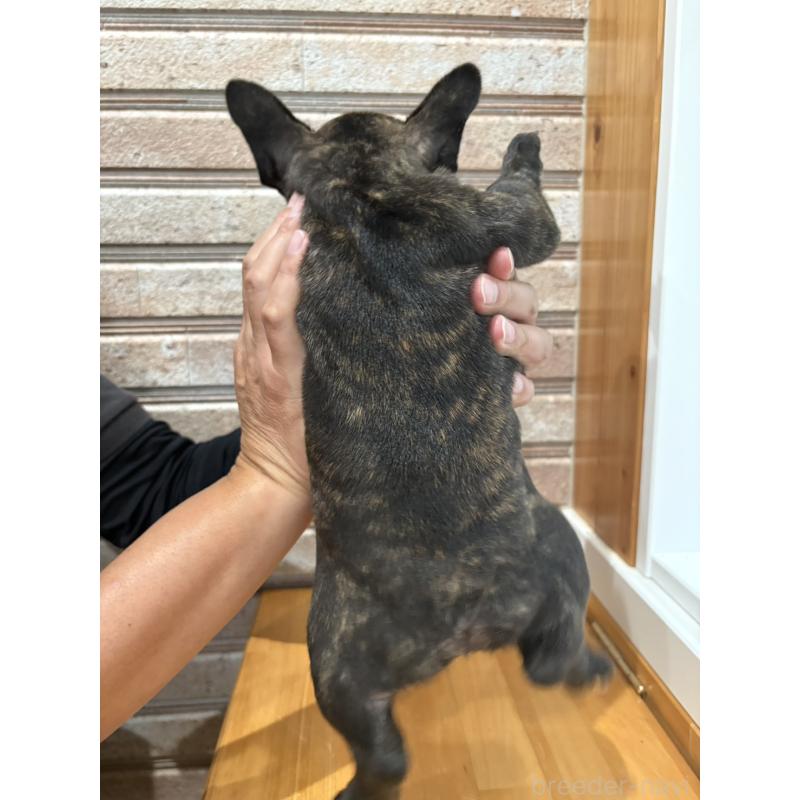 販売中の山形県のフレンチブルドッグ-421904の11枚目