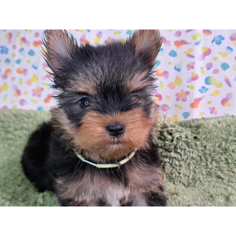 販売中の愛知県のヨークシャーテリア-415198の13枚目