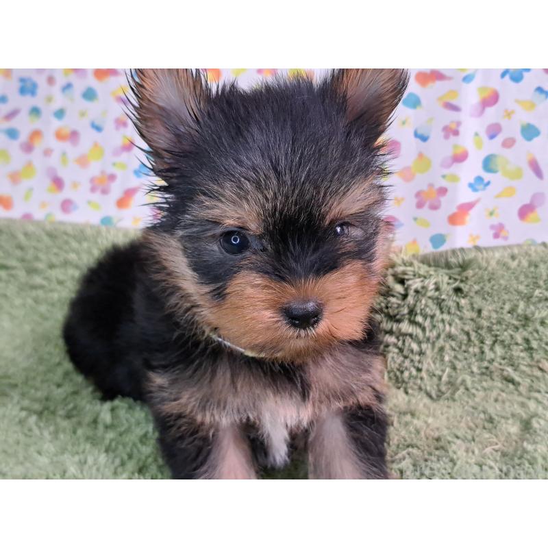 販売中の愛知県のヨークシャーテリア-415198の12枚目