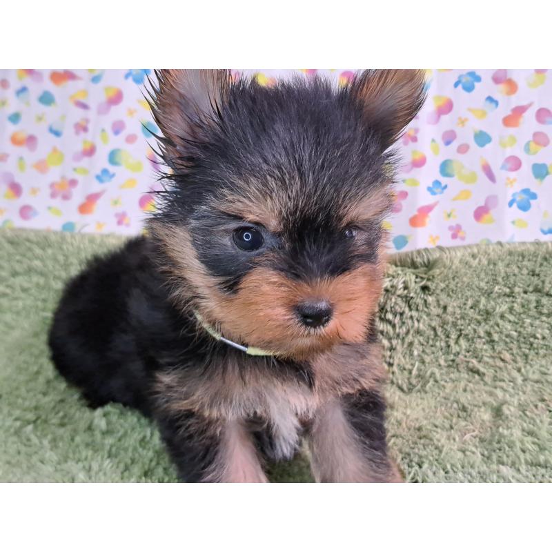 販売中の愛知県のヨークシャーテリア-415198の11枚目