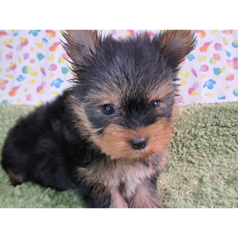 販売中の愛知県のヨークシャーテリア-415198の10枚目