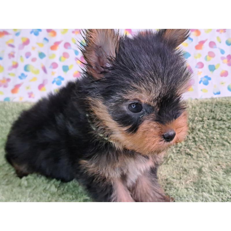 販売中の愛知県のヨークシャーテリア-415198の9枚目